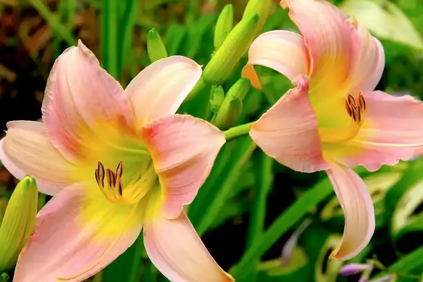 Are there any health benefits associated with Lily Extract?